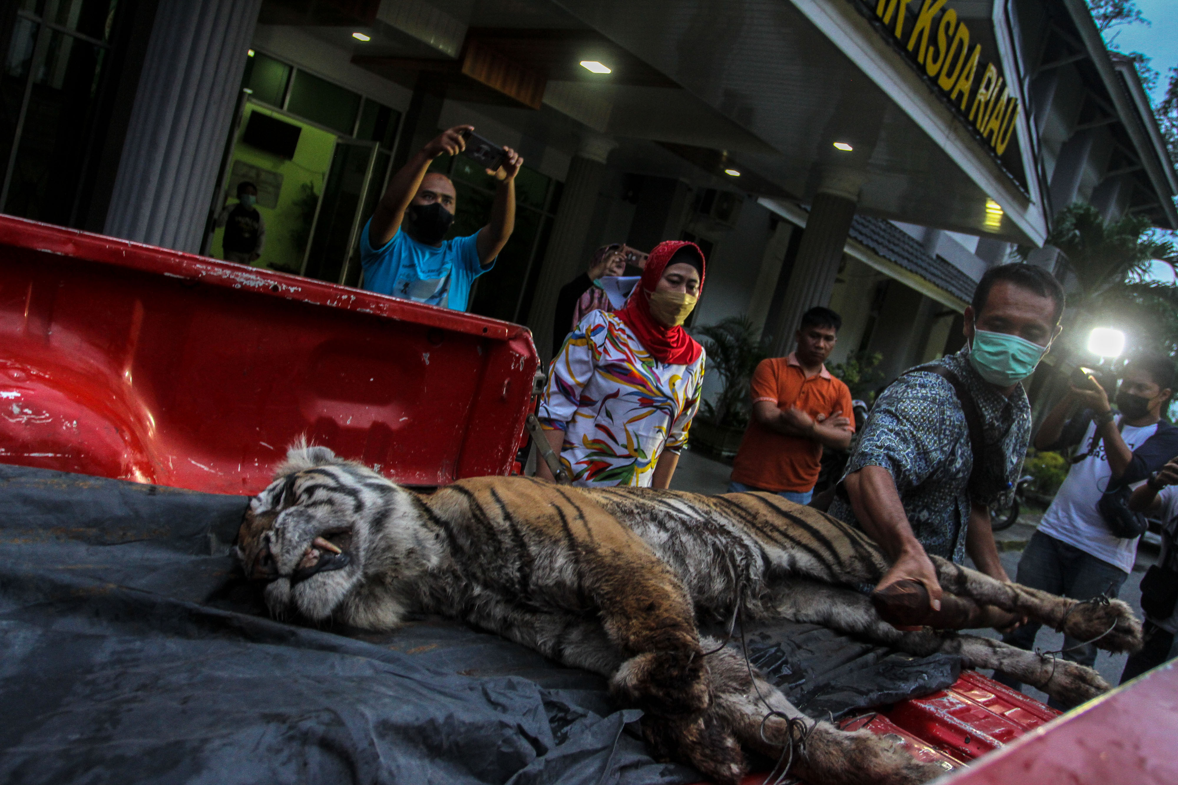 Harimau Sumatera Mati Terjerat di Riau