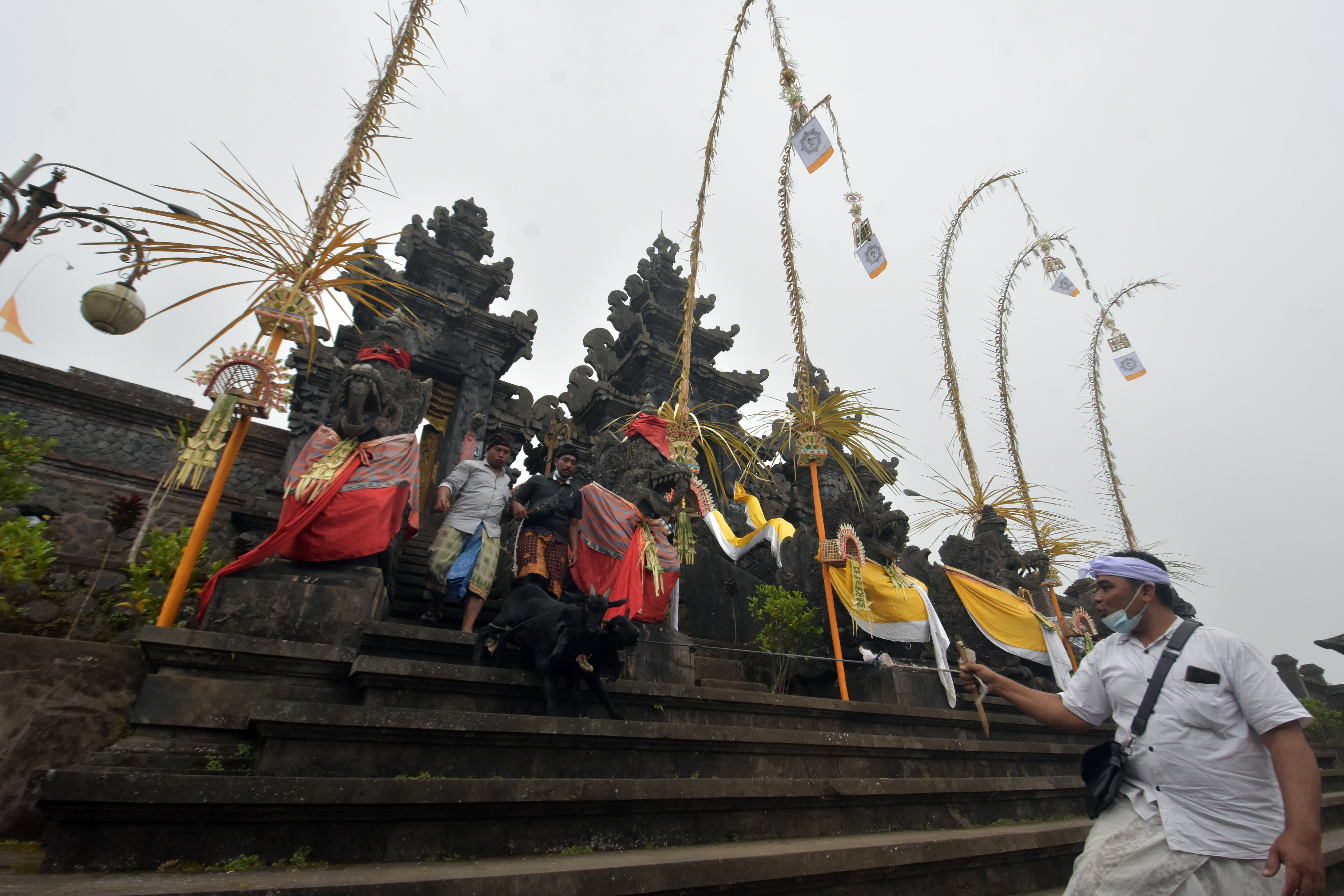 Ritual Penyucian Hewan Kurban di Bali