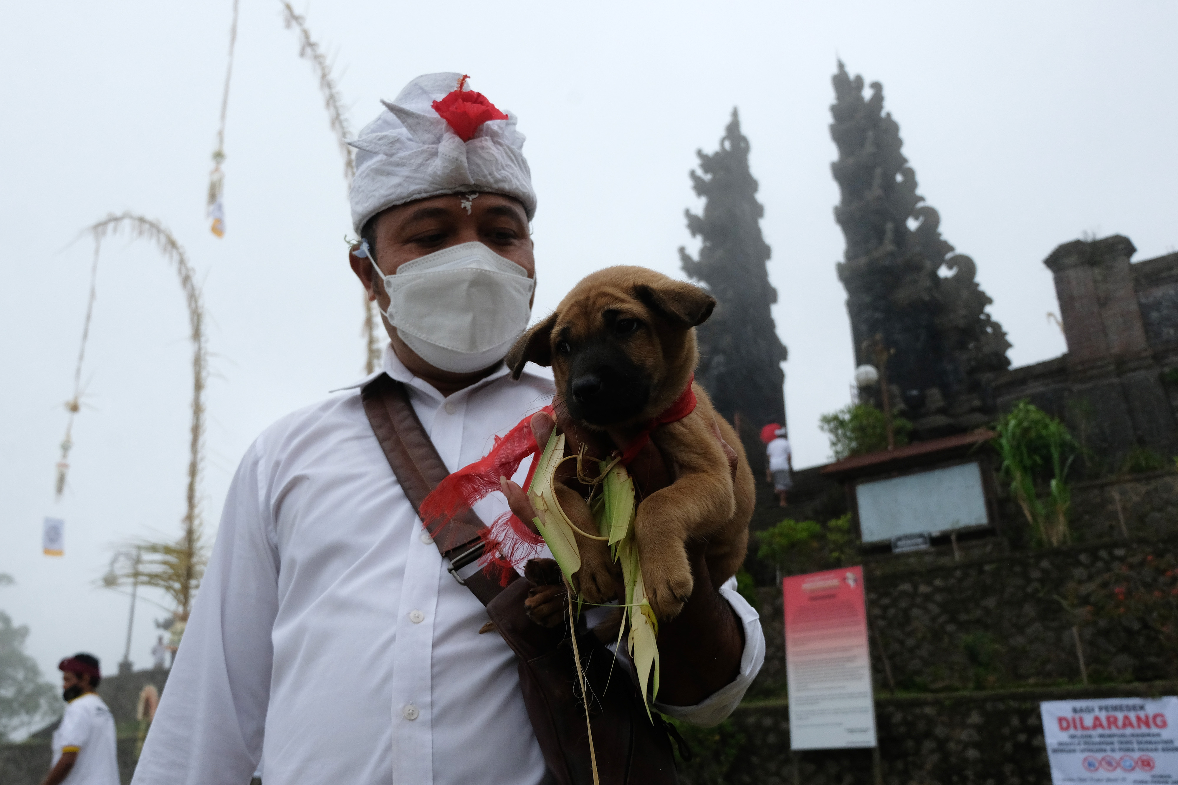 Ritual Penyucian Hewan Kurban di Bali