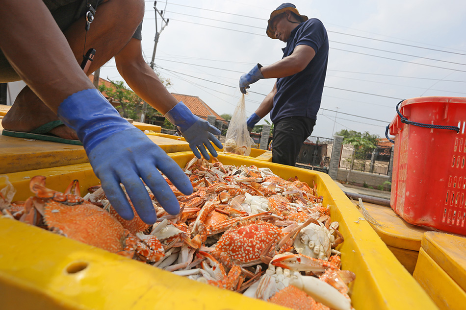 Aturan Penangkapan Rajungan