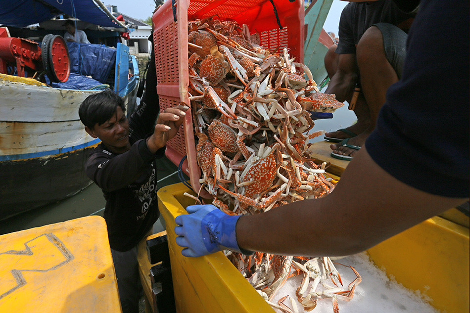 Aturan Penangkapan Rajungan