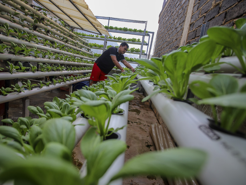 Budi Daya Sayuran Hidroponik Di Halaman Rumah