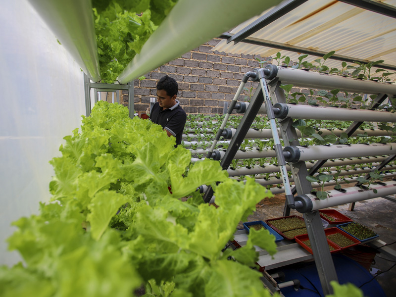 Budi Daya Sayuran Hidroponik Di Halaman Rumah