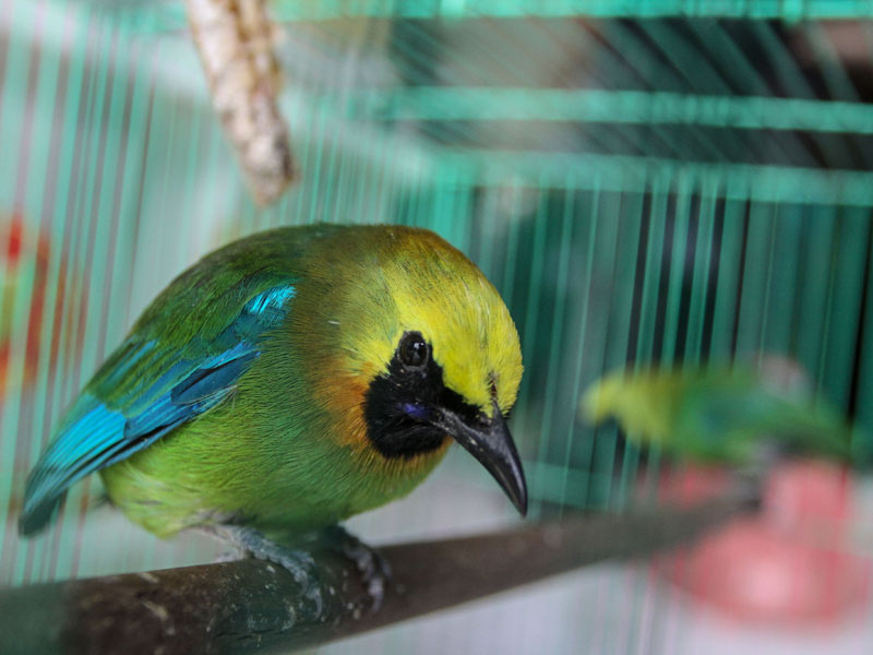 BBKSDA Riau Amankan Satwa Burung Dilindungi