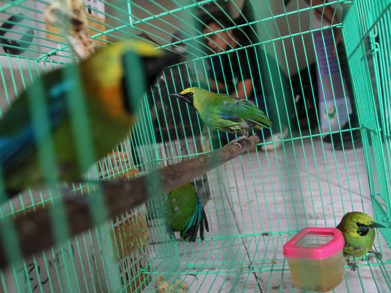 BBKSDA Riau Amankan Satwa Burung Dilindungi