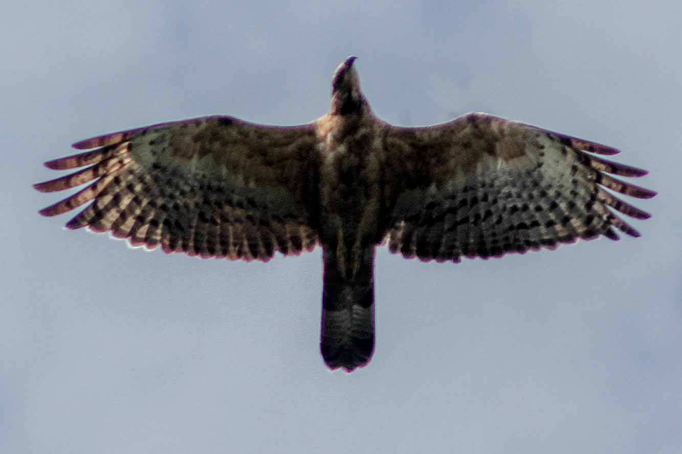 Pengamatan Migrasi Burung Pemangsa