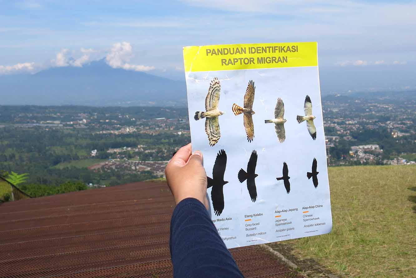 Pengamatan Migrasi Burung Pemangsa