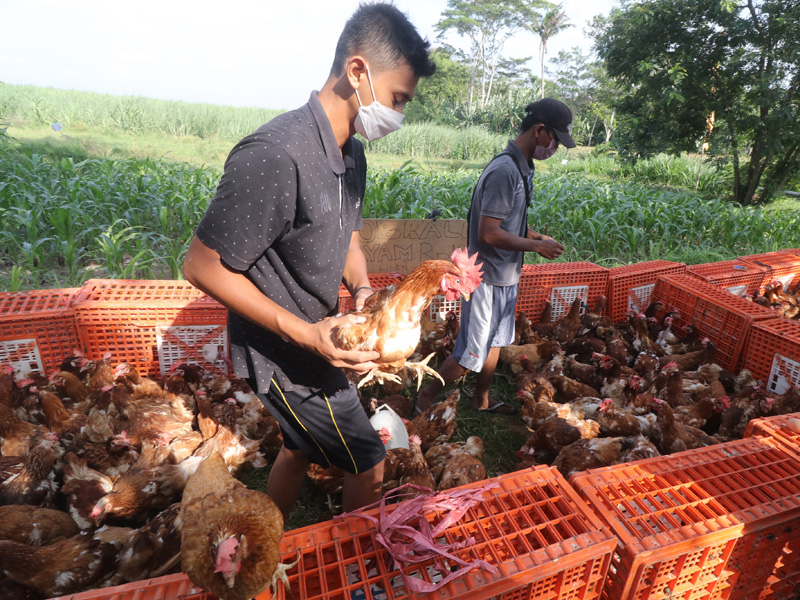 Peternak Obral Ayam Layer Produktif