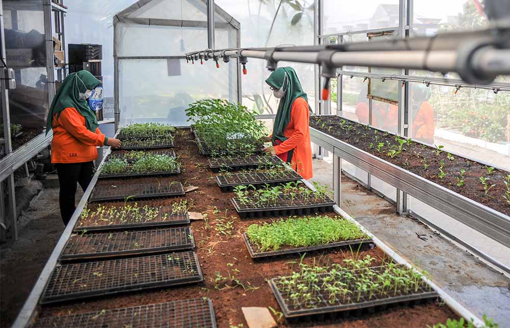 Inovasi Berkebun Dengan Paner Surya