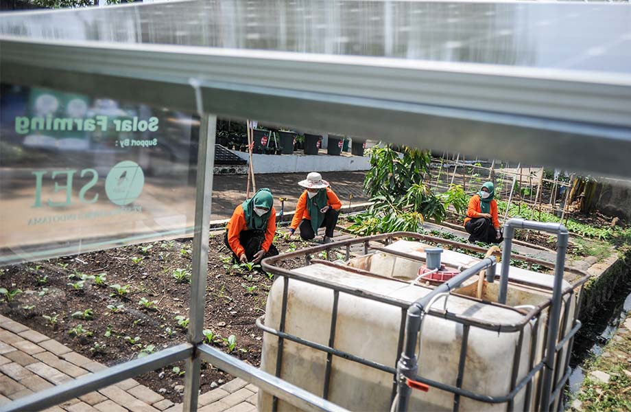 Inovasi Berkebun Dengan Paner Surya
