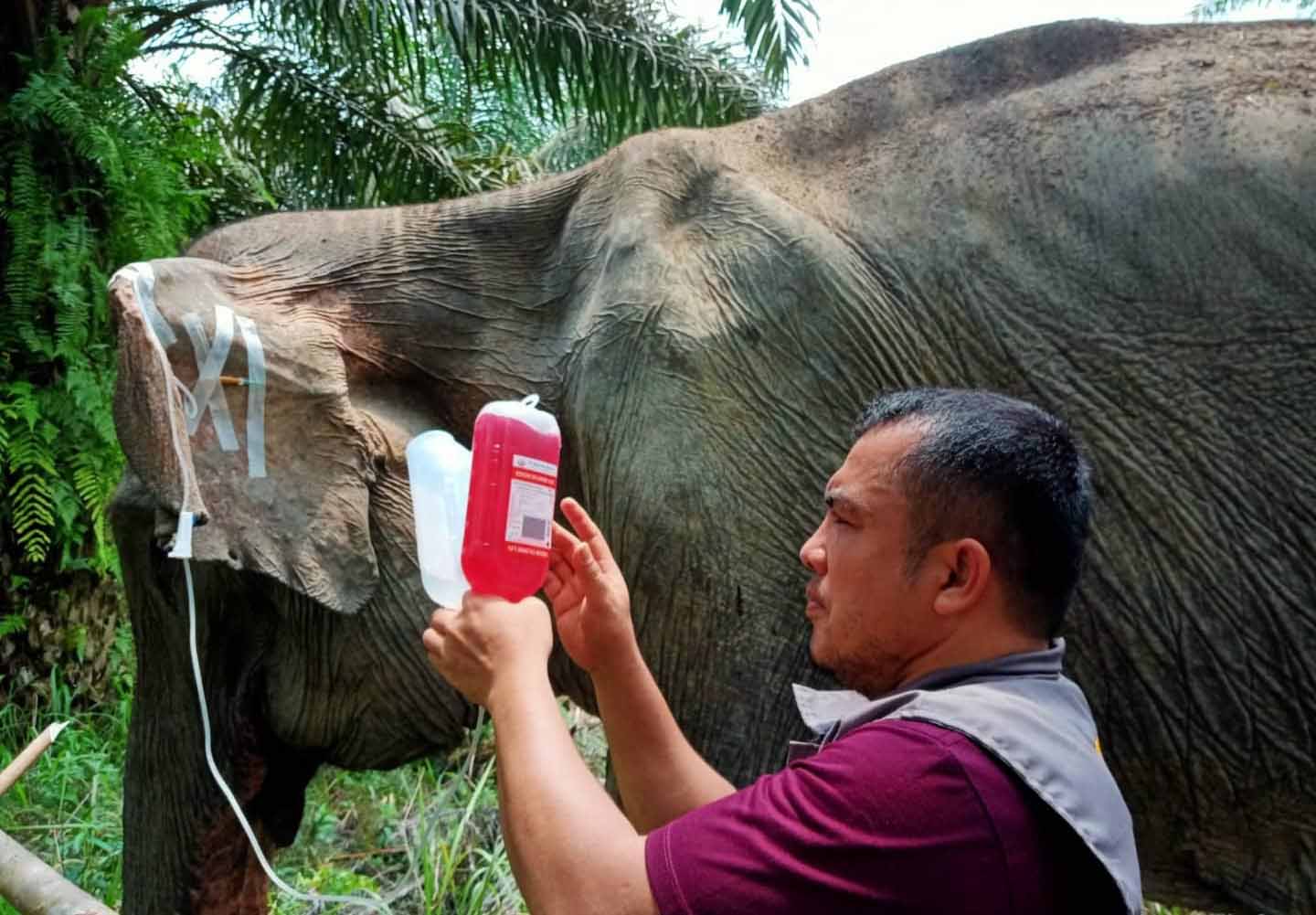 Pengobatan Gajah Liar 