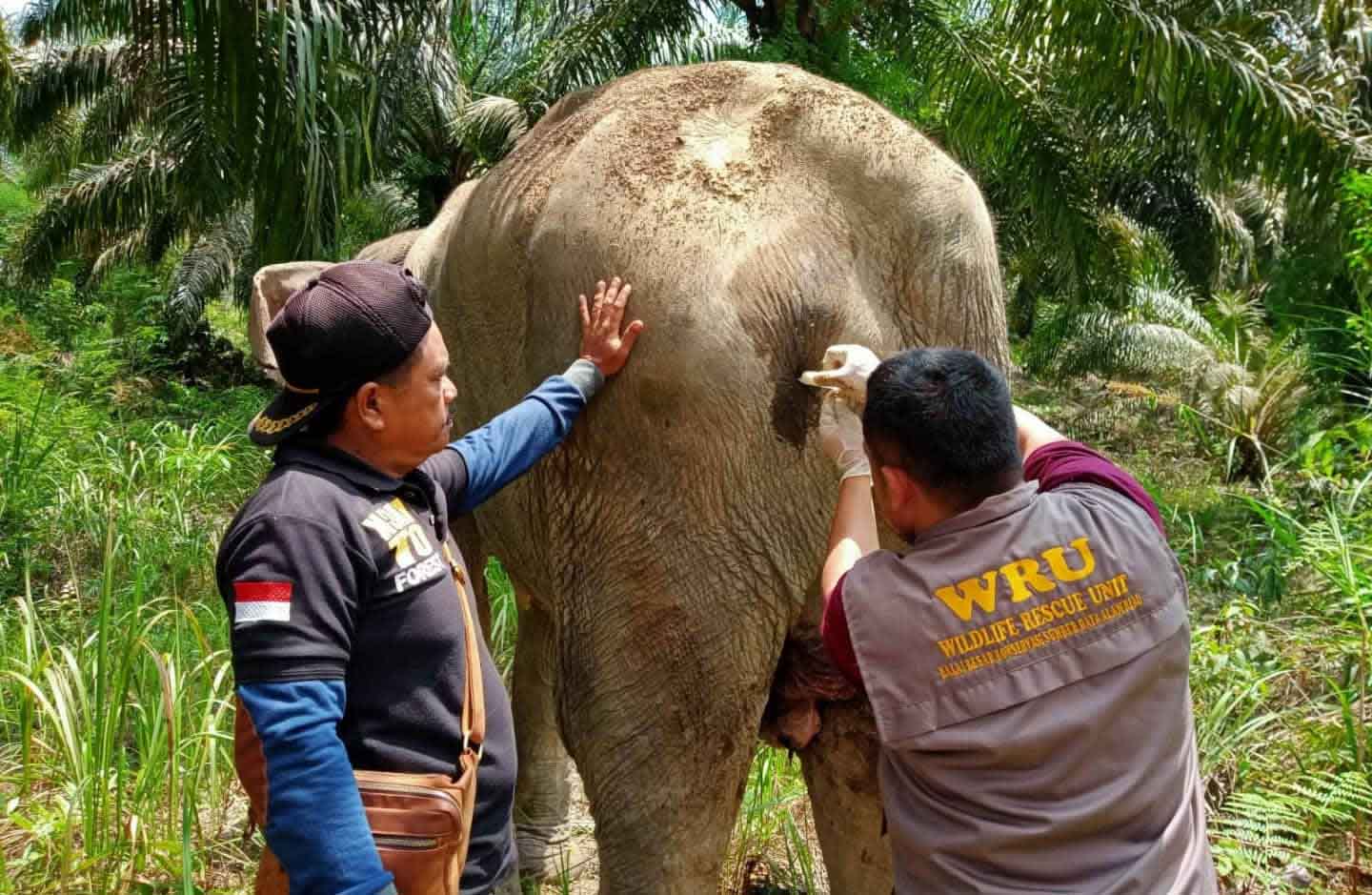 Pengobatan Gajah Liar 