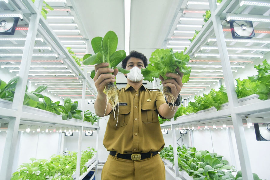 Lebih Cepat Panen dan Tidak Tergantung Sinar Matahari 