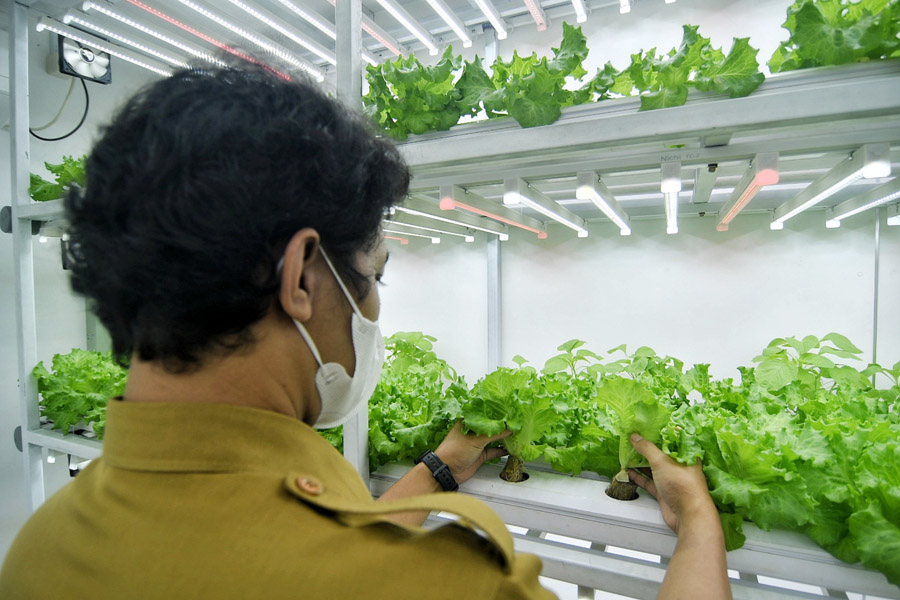 Lebih Cepat Panen dan Tidak Tergantung Sinar Matahari 