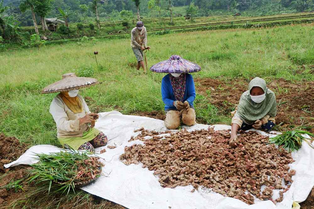 Panen Perdana Jahe Merah