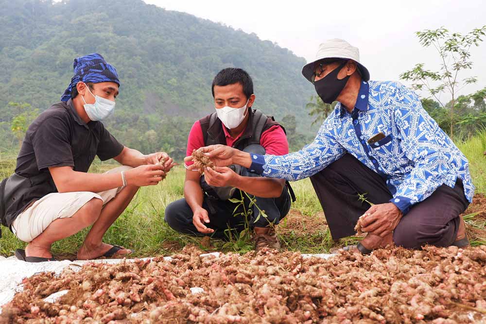 Panen Perdana Jahe Merah