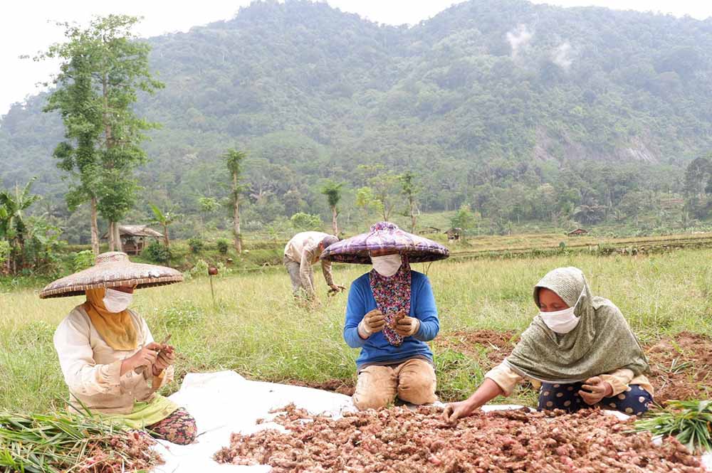 Panen Perdana Jahe Merah