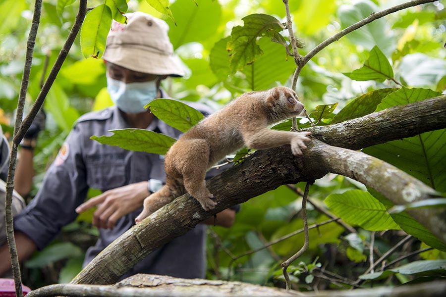 BKSDA Sumsel Lepasliarkan Delapan Satwa Dilindungi 