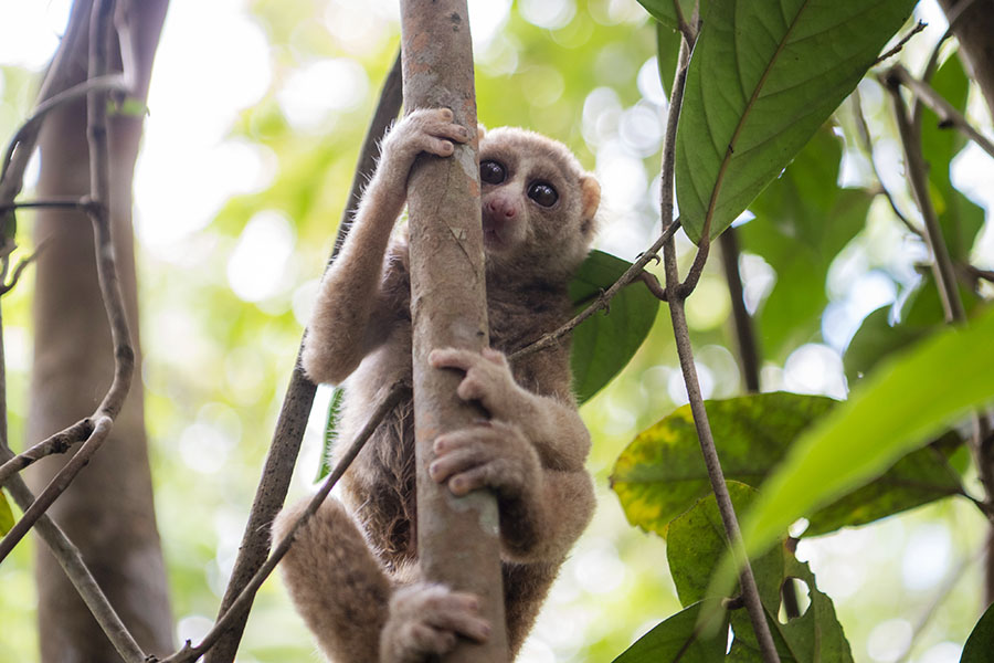BKSDA Sumsel Lepasliarkan Delapan Satwa Dilindungi 