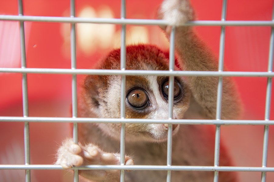 BKSDA Sumsel Lepasliarkan Delapan Satwa Dilindungi 