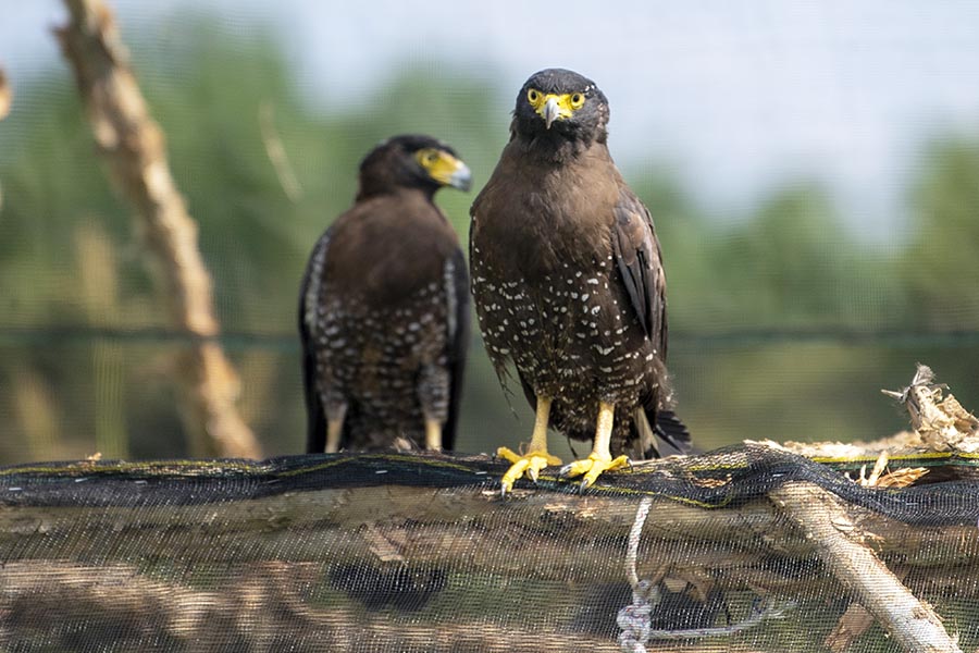 BKSDA Sumsel Lepasliarkan Delapan Satwa Dilindungi 