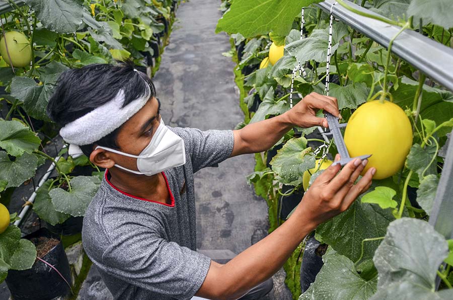 Petani Milenial Budidayakan Melon dengan Sistem Green House 