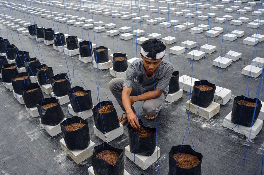 Petani Milenial Budidayakan Melon dengan Sistem Green House 