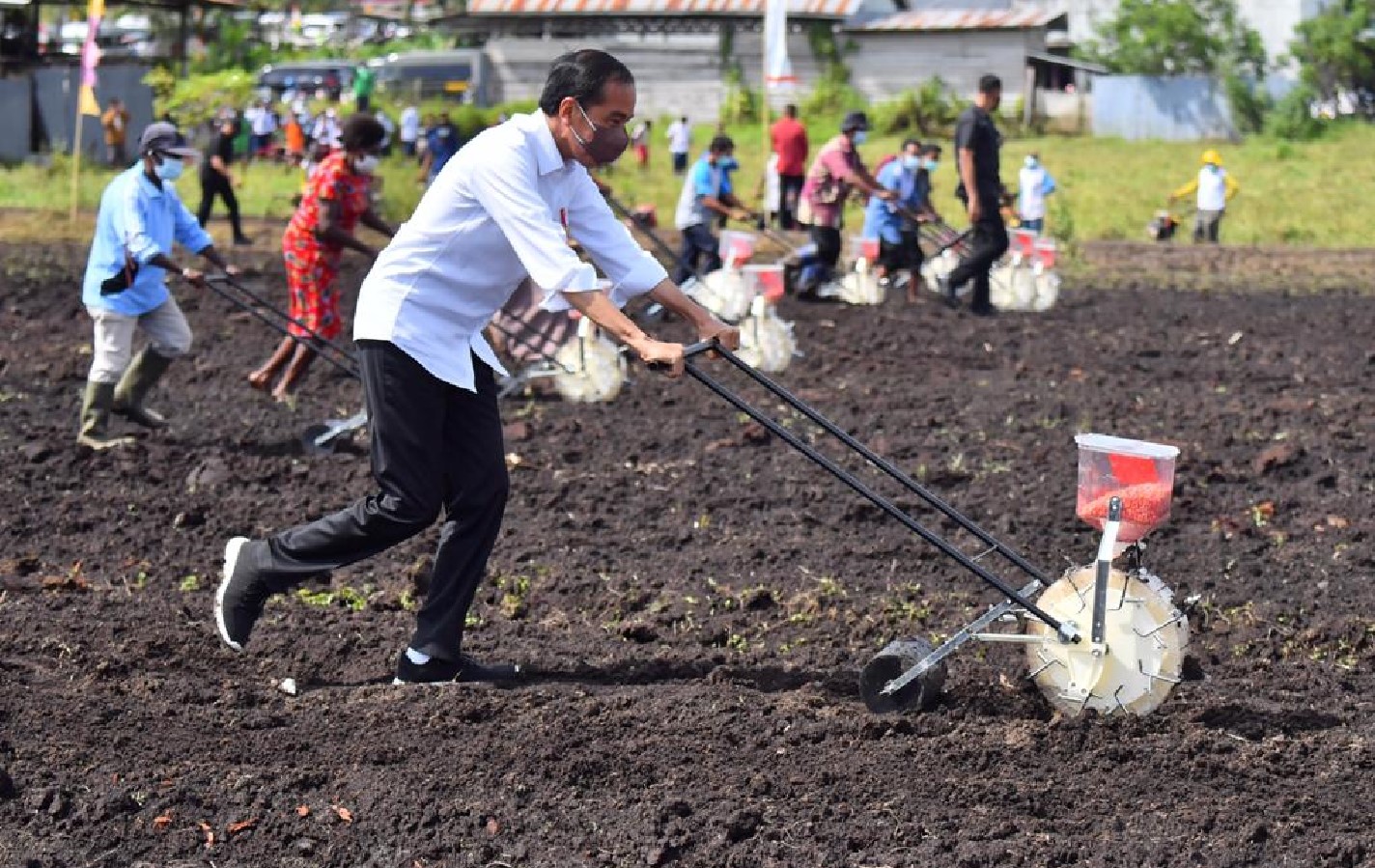 Presiden Menanam Jagung di Papua