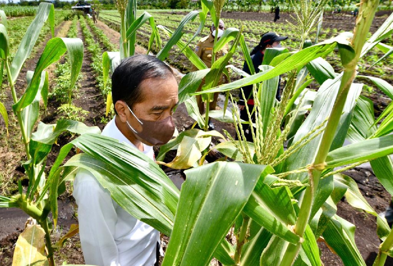 Presiden Menanam Jagung di Papua