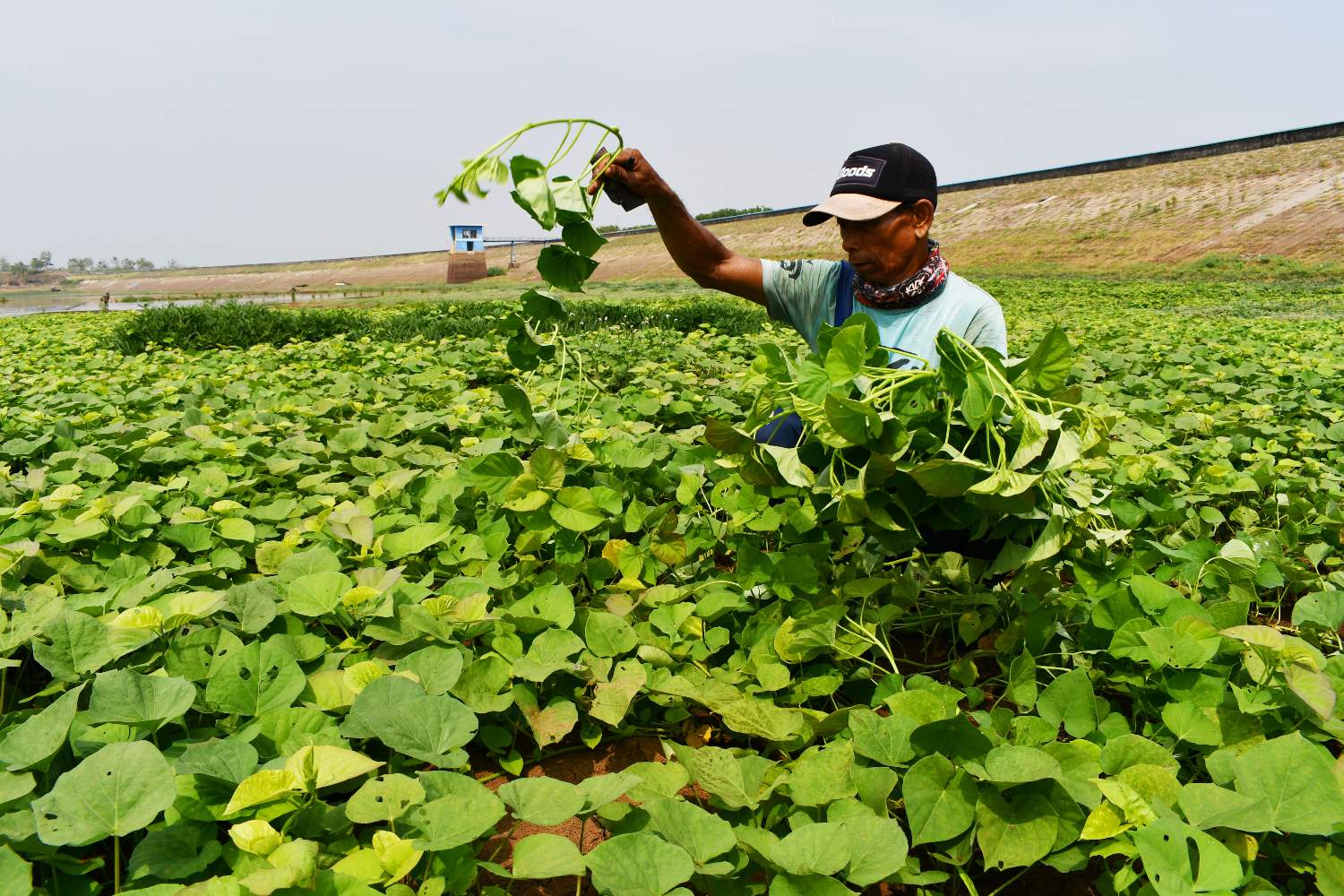 Petani Panen Sayur di Area Waduk 