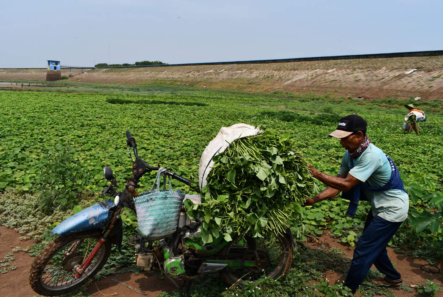 Petani Panen Sayur di Area Waduk 