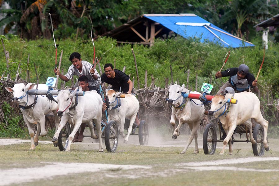 Kejuaraan Karapan Sapi Tradisional di Sigi Sulawesi Tengah