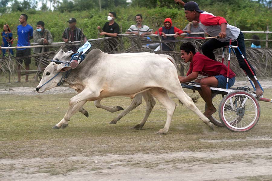 Kejuaraan Karapan Sapi Tradisional di Sigi Sulawesi Tengah