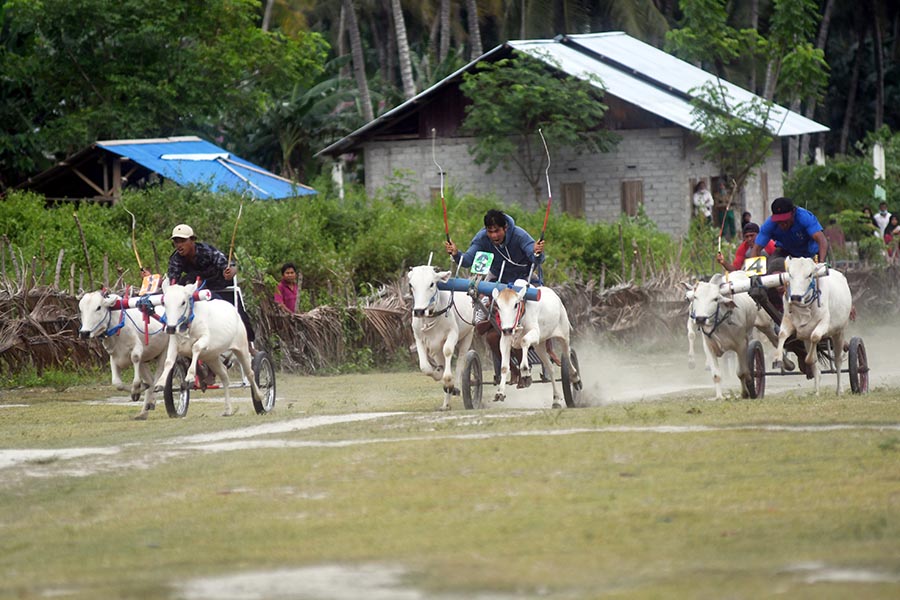Kejuaraan Karapan Sapi Tradisional di Sigi Sulawesi Tengah