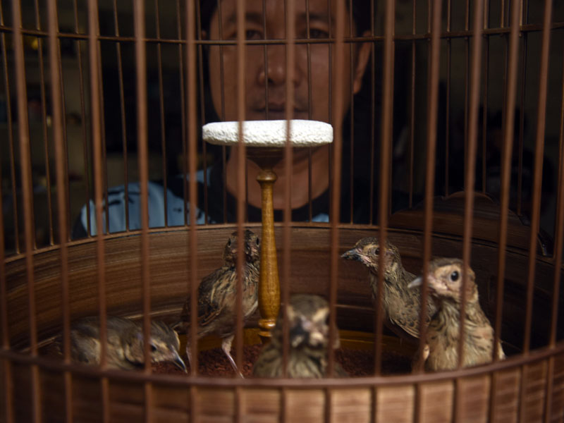 Penangkaran Burung Branjangan Mirafra Javanica