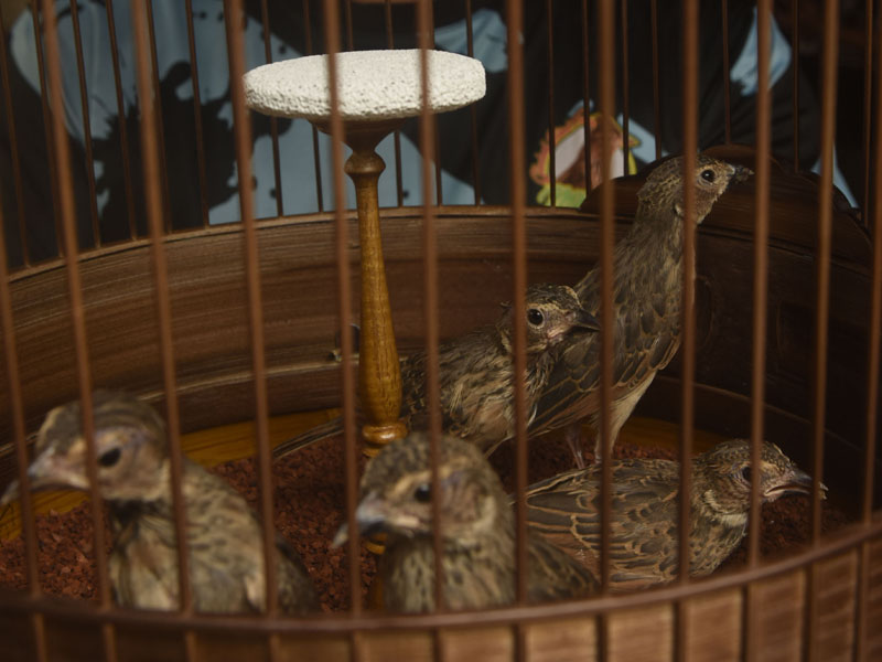 Penangkaran Burung Branjangan Mirafra Javanica