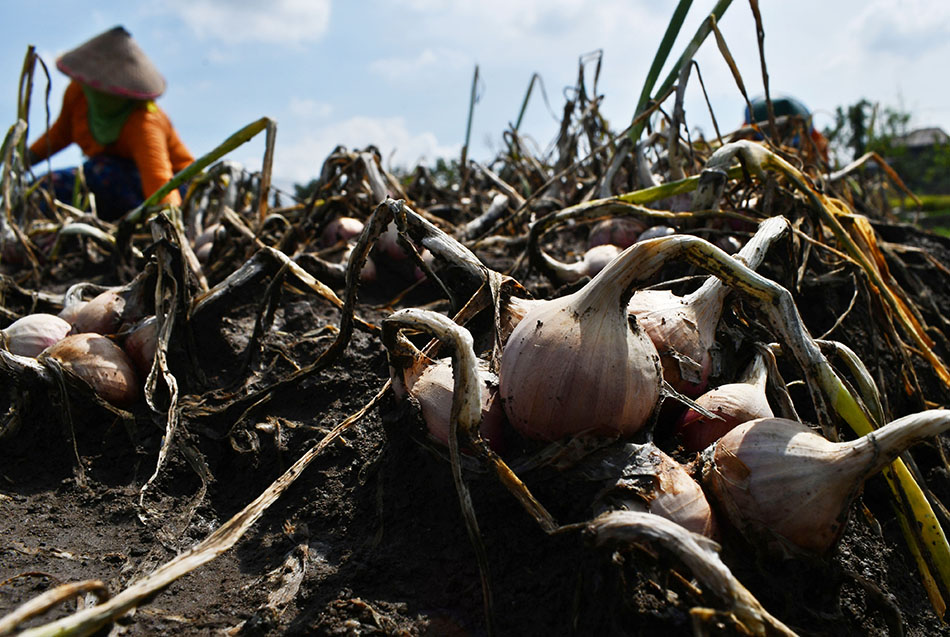Harga Bawang Merah Turun