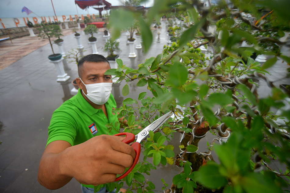 Perawatan Tanaman Bonsai 