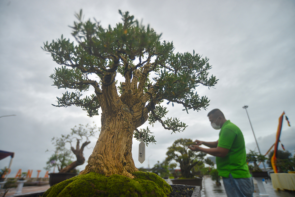 Perawatan Tanaman Bonsai 