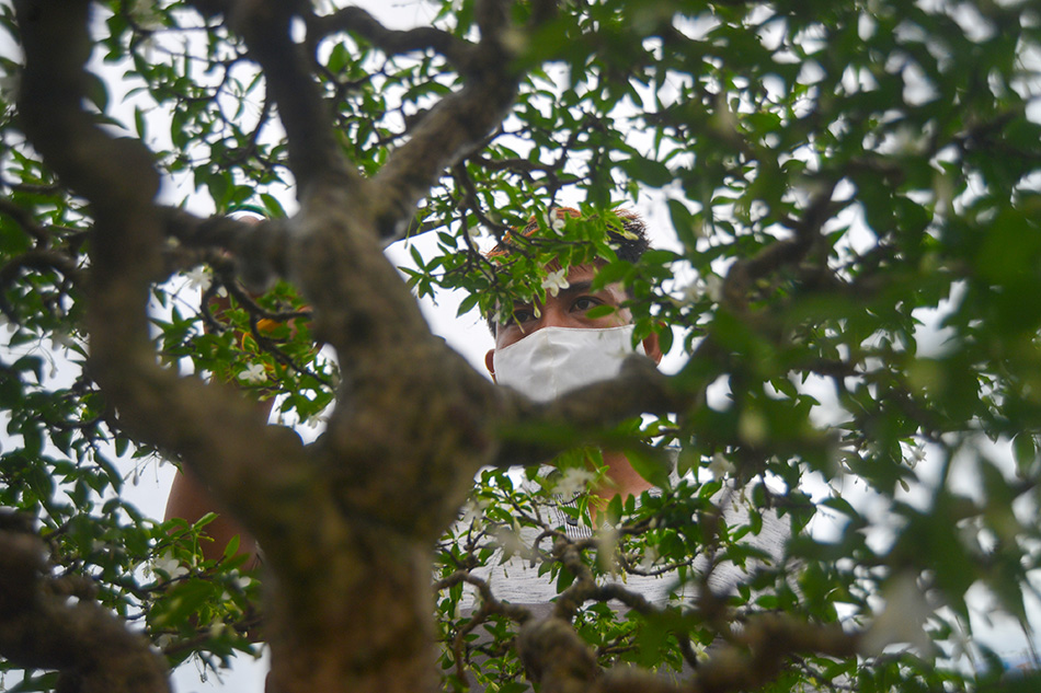 Perawatan Tanaman Bonsai 