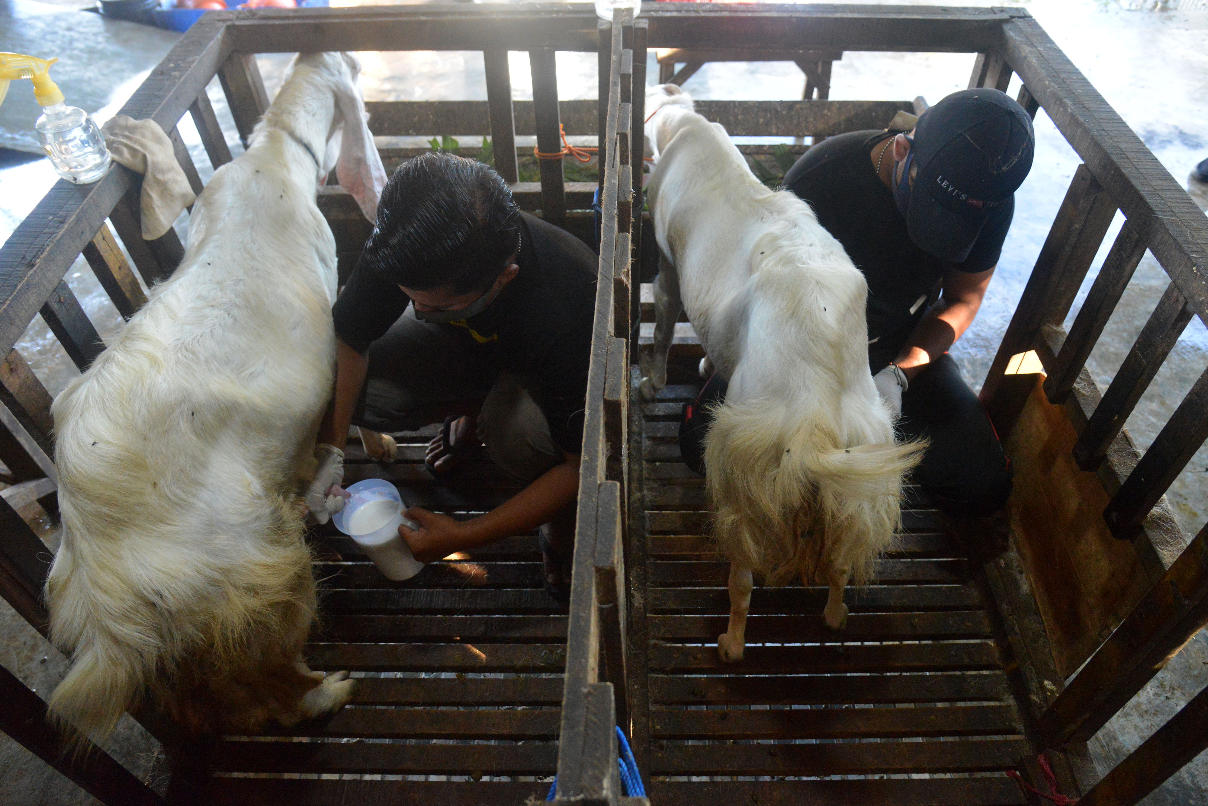 Permintaan Susu Kambing Etawa Meningkat