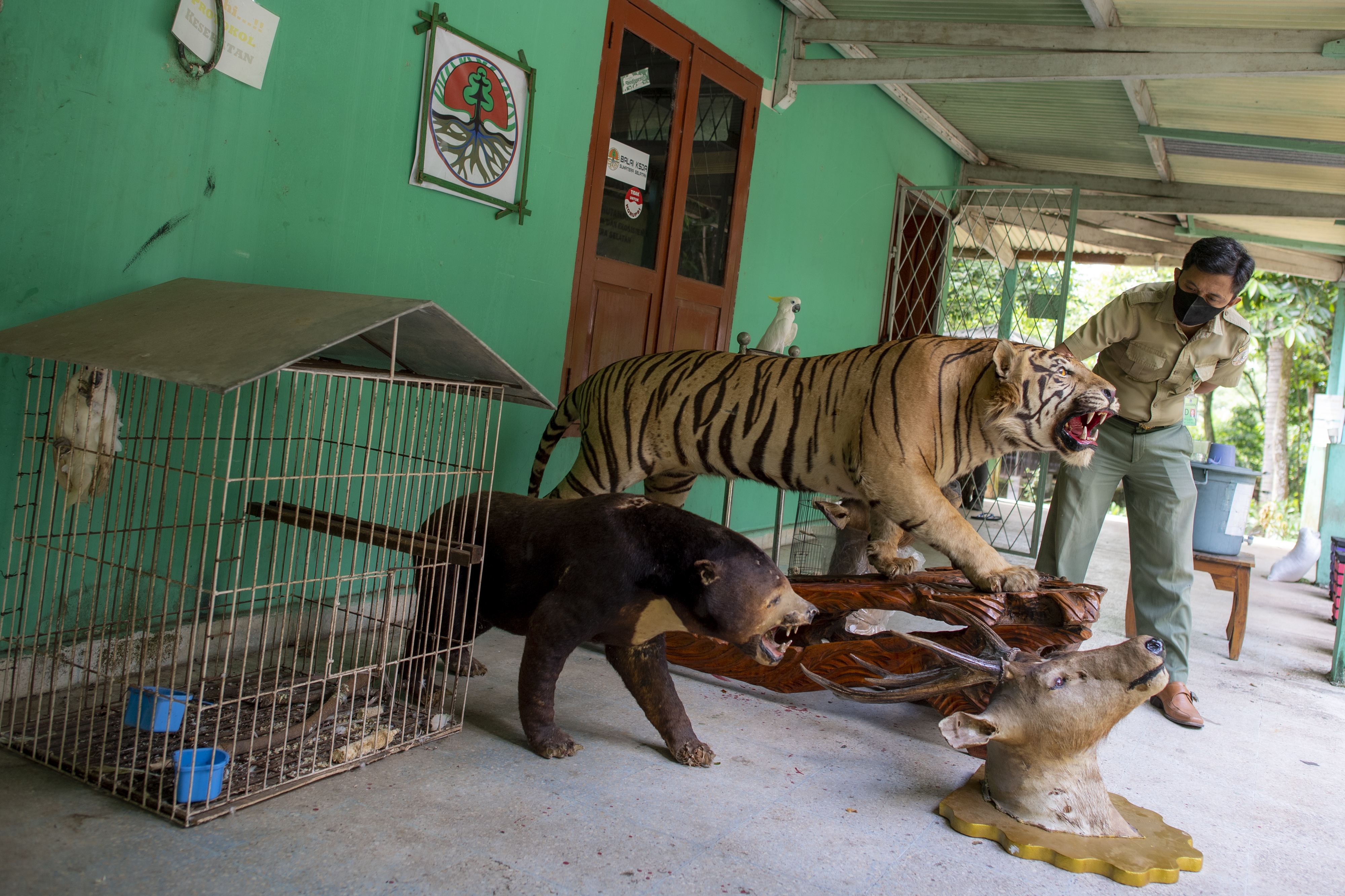 Penyitaan Offset dan Satwa Dilindungi