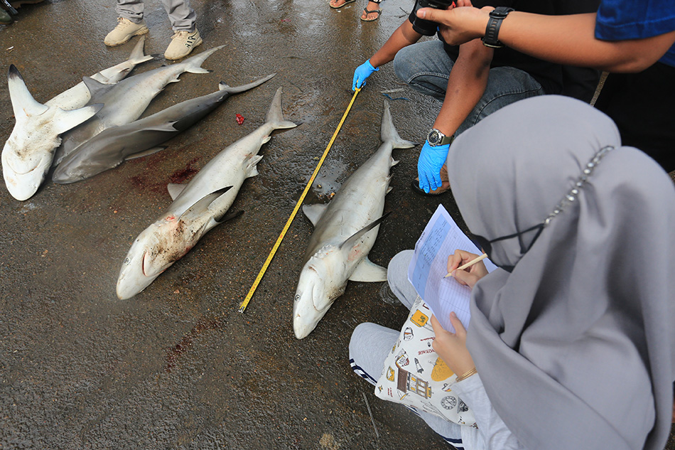 Identifikasi Hiu di Aceh