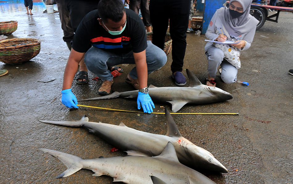 Identifikasi Hiu di Aceh
