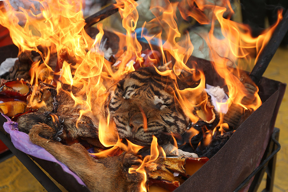 Pemusnahan Barang Bukti Kulit Harimau Sumatera 