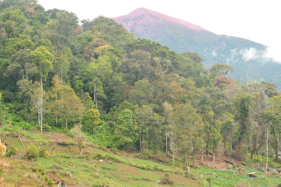 Perambahan di kawasan Taman Nasional Kerinci Seblat
