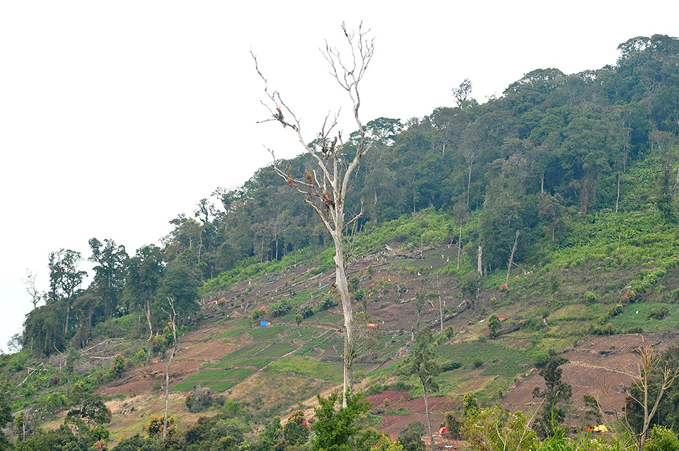 Perambahan di kawasan Taman Nasional Kerinci Seblat