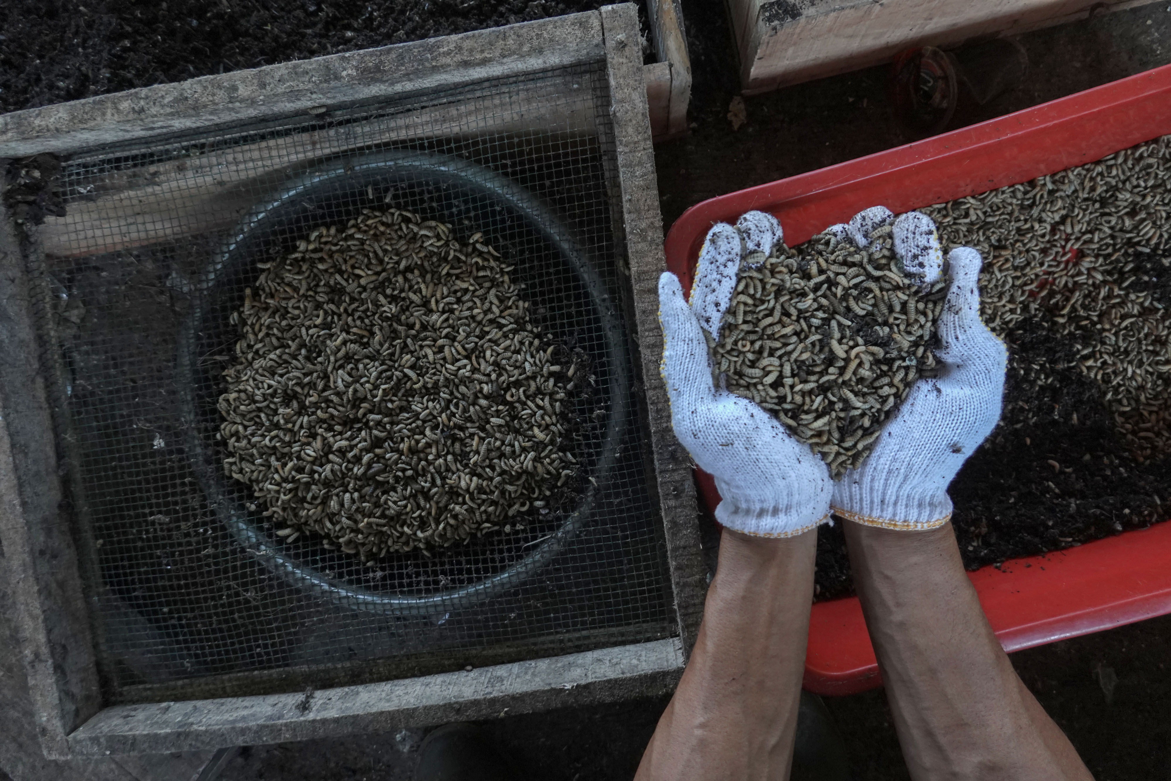 Budi Baya Magot Sebagai Pengurai Sampah