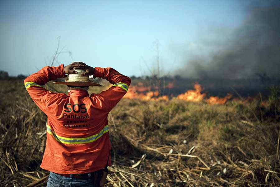 Kebakaran Hutan Amazon Mengancam 3 Juta Spesies