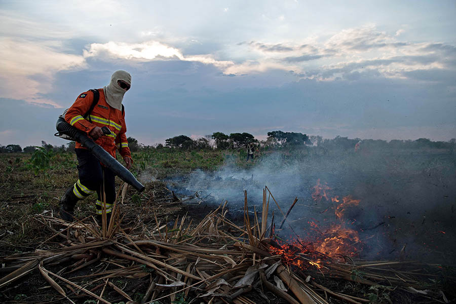 Kebakaran Hutan Amazon Mengancam 3 Juta Spesies